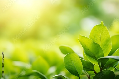 Nature of green leaf in a garden in summer under sunlight. Spring background.