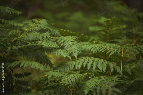 Beautiful Green Fern in the Forest. A Touch of Nature. Natural background.