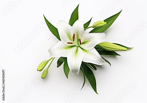 Beautiful fresh lily flower with green leaves, isolated on white background. © Hamidakhanom