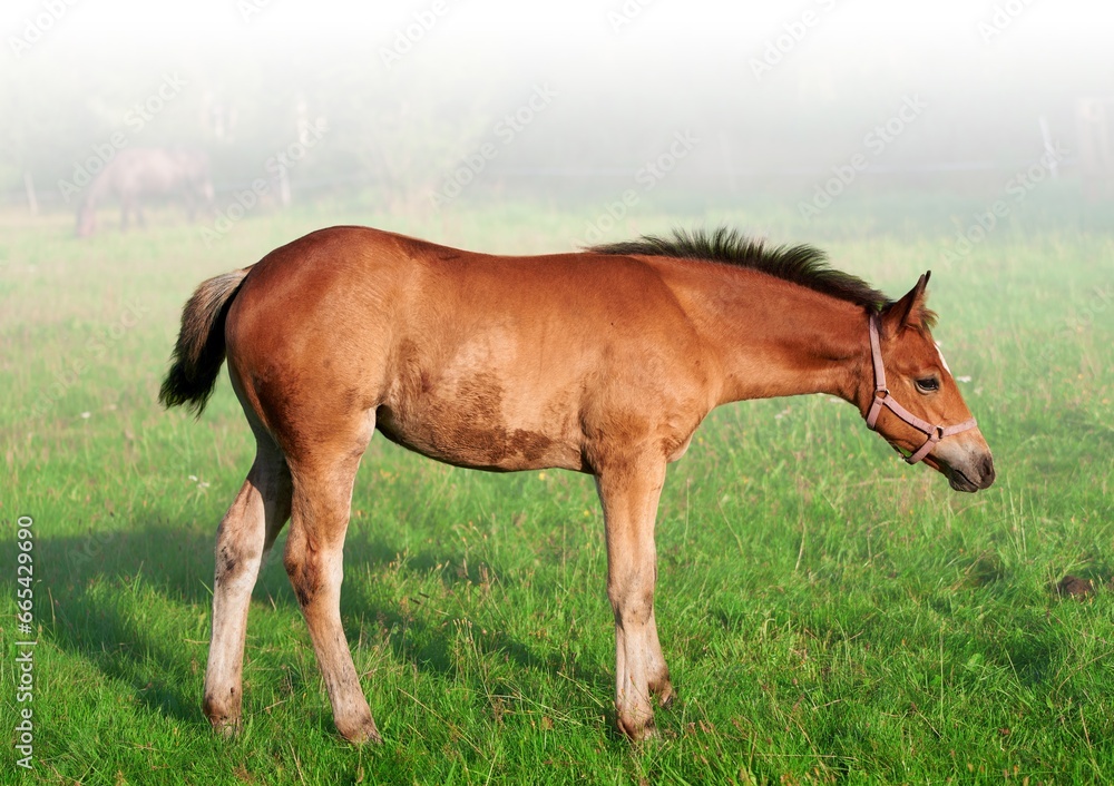 Isolated close-up of Foal grazing. Horse on nature. Portrait of a horse, brown horse