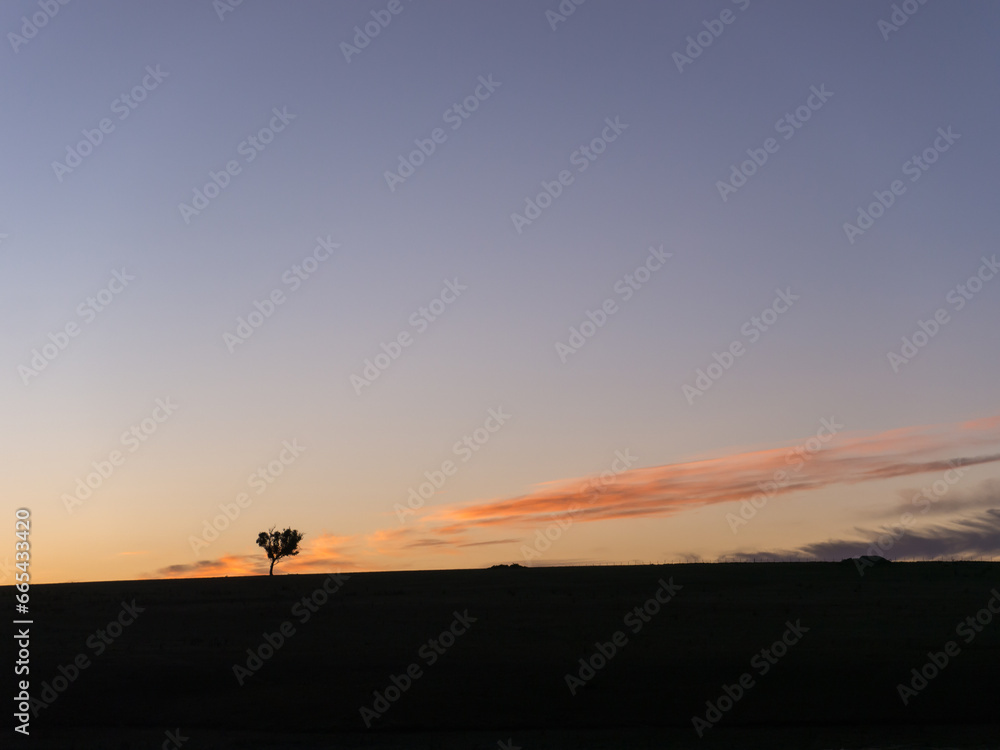 Lone tree silhouetted against dusk sky with little cloud Lone tree silhouetted against dusk sky with little cloud