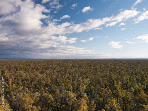 View of unbroken trees of Pilliga Forest to the far horizon photo