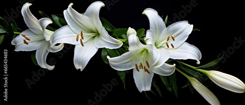 White lily flowers on black background. © Hamidakhanom