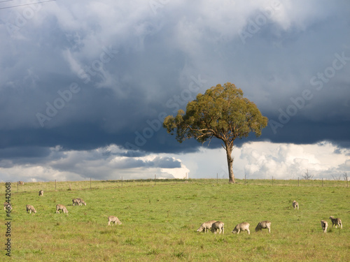 Single tree on skyline of a sheep paddock with sheep photo