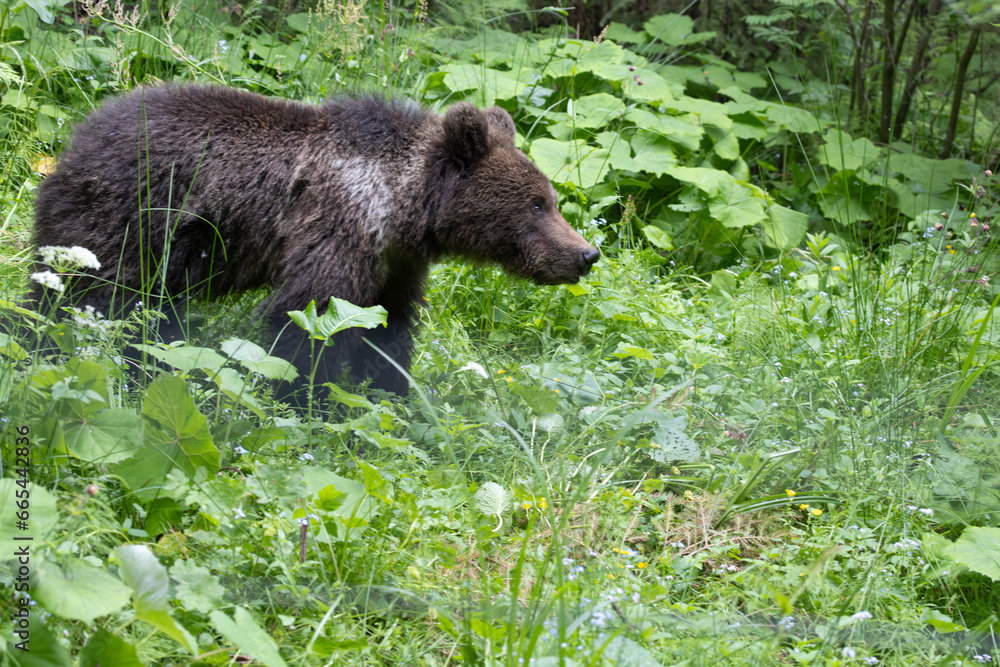 Brown bear ursus arctos walking in green forest. Brown bear ursus arctos walking in green forest.