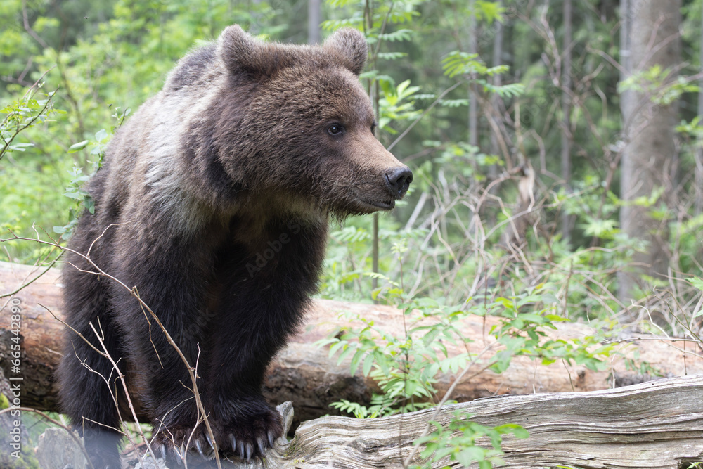 Brown bear walking on fallen tree in spruce forest. Brown bear walking on fallen tree in spruce forest.