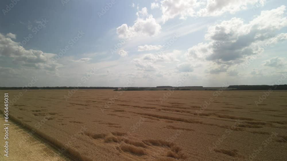 Wheat field aerial view in Ukraine Wheat field aerial view in Ukraine