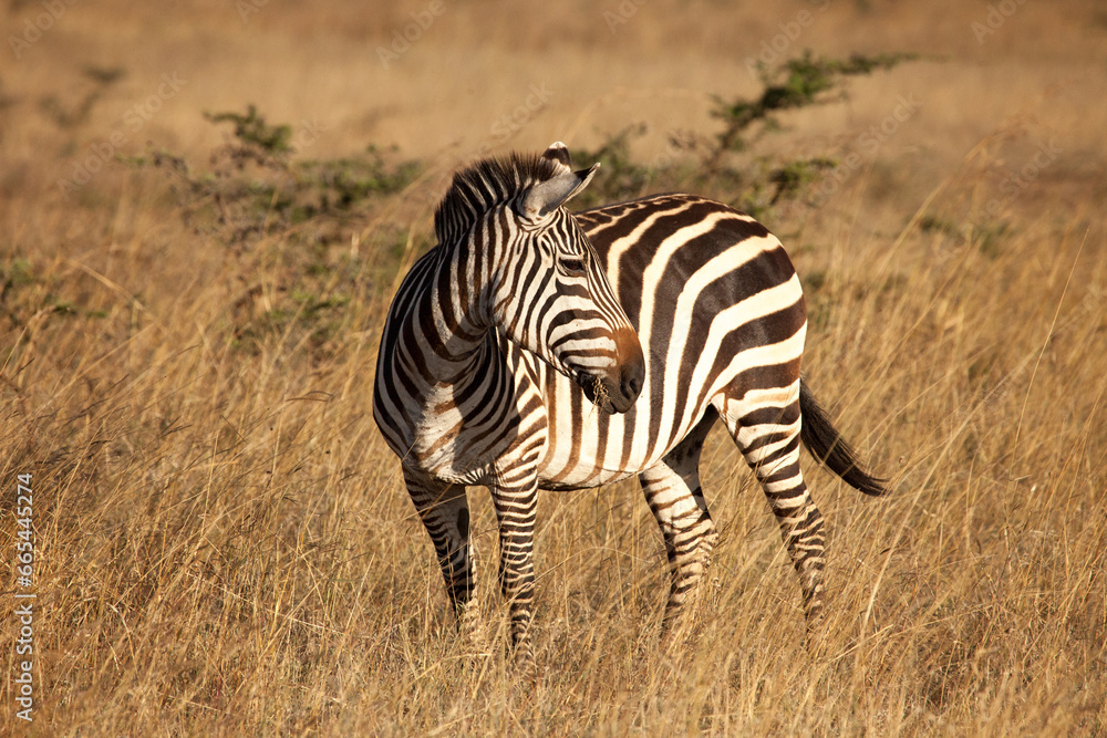 Zebra looking over its shoulder to the right with golden grass behind it in the late afternoon golden hour sun Zebra looking over its shoulder to the right with golden grass behind it in the late afternoon golden hour sun