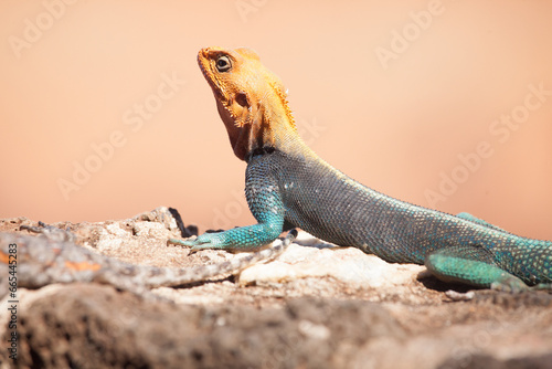 Obraz na plátně Beautiful blue and orange agama lizard in africa