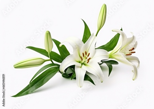 Beautiful fresh lily flower with green leaves, isolated on white background. © MDBepul
