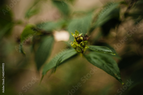 leaf in the forest photo