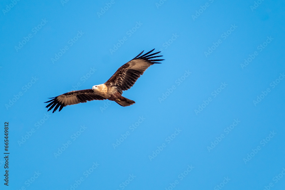 A Brahminy Kite aka Haliastur Indus flying in the air with a blue sky in the background.