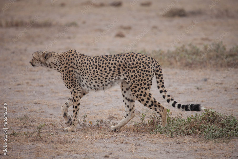 Beautiful cheetah stalking across the savanna Beautiful cheetah stalking across the savanna