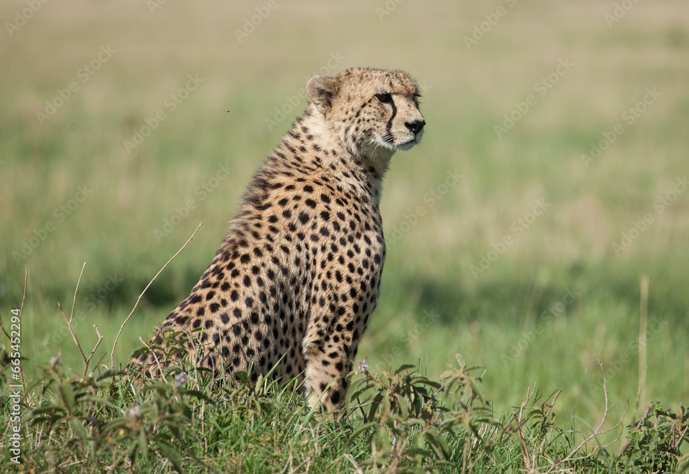 Intimate encounter with a cheetah on the African plains Intimate encounter with a cheetah on the African plains