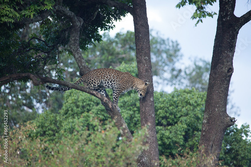 Elusive leopard on the move, climbing down a tall tree in Africa