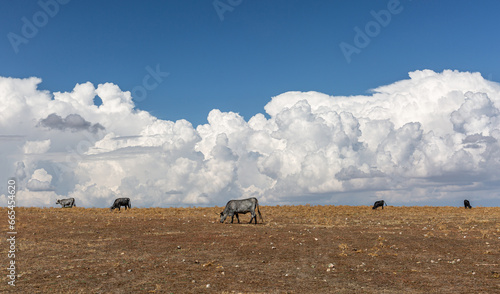 Morucha breed cows grazing in the field and blue sky with large white clouds. Montejo, Salamanca, Castilla y León, Spain.