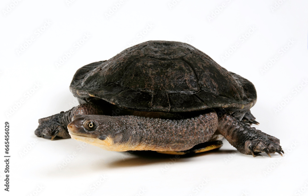 Obraz premium Glattrücken-Schlangenhalsschildkröte // Eastern long-necked turtle (Chelodina longicollis)