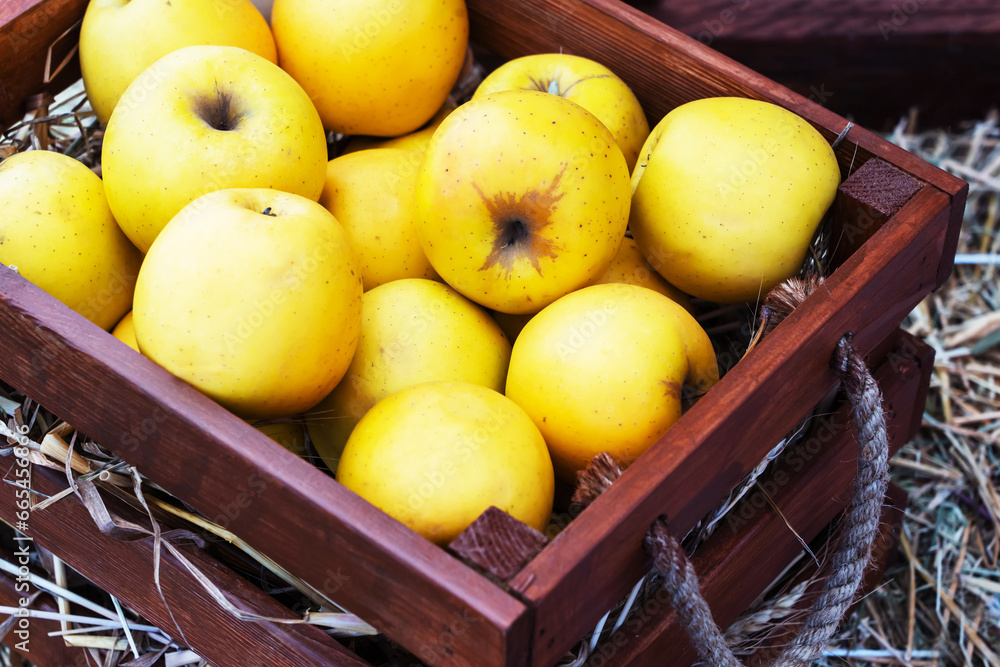 Yellow apples in a wooden box. Elite varieties of fruits in expensive packaging. Import or export of agricultural products. Close-up. Selective focus