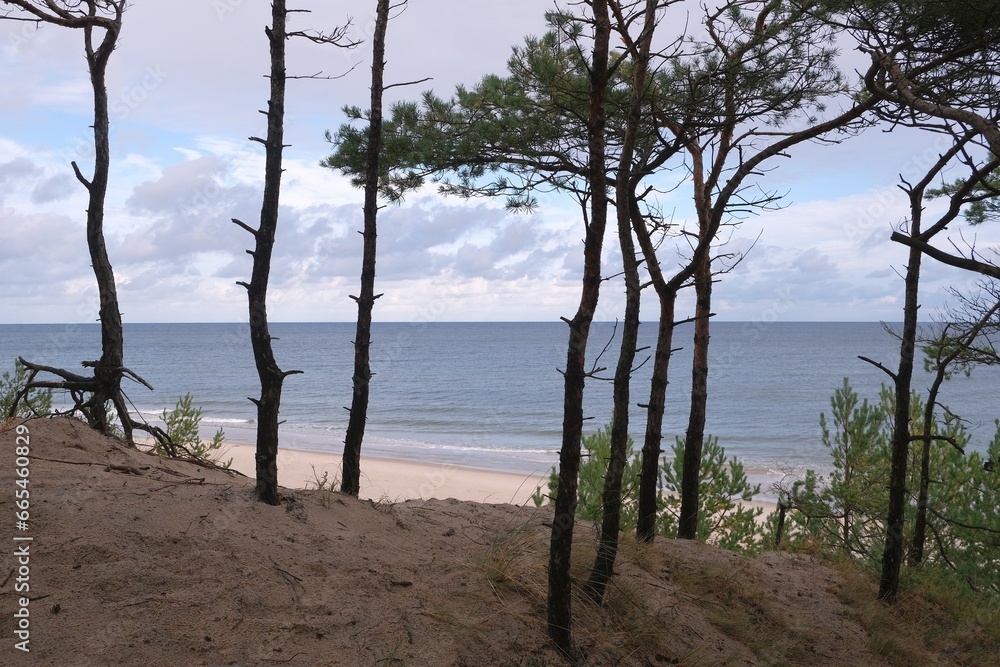 Autumn scenery on Hel Penisula with pines around beach of Baltic Sea, Pomerania, Poland