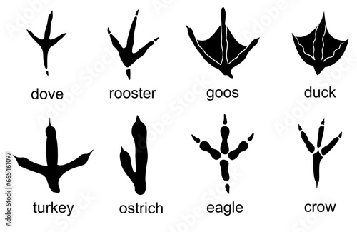Photography Bird tracks with name set