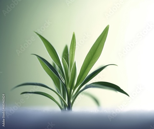 Green Foliage in a Chic Setting  Aesthetic Tabletop Plant Against Soft Green Backdrop  Nature Plants Background