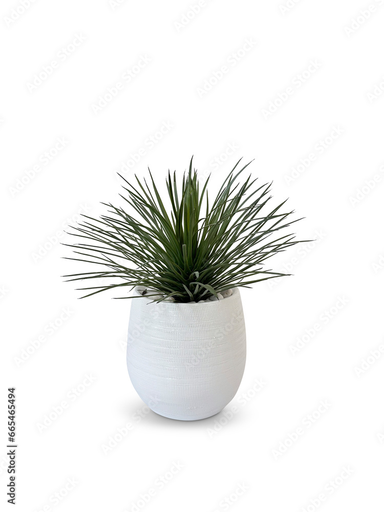 cactus in a pot on Transparent Background cactus in a pot on Transparent Background