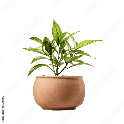 plant in a pot isolated on transparent background Remove png, Clipping Path