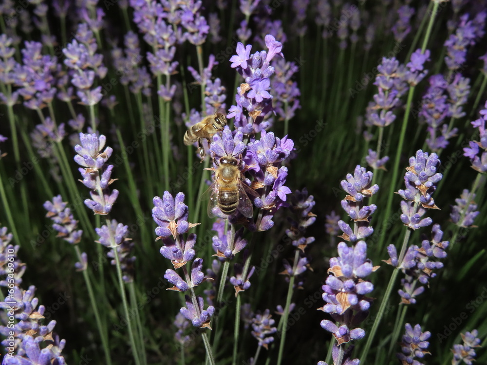 bee and lavender flowers in the garden bee and lavender flowers in the garden