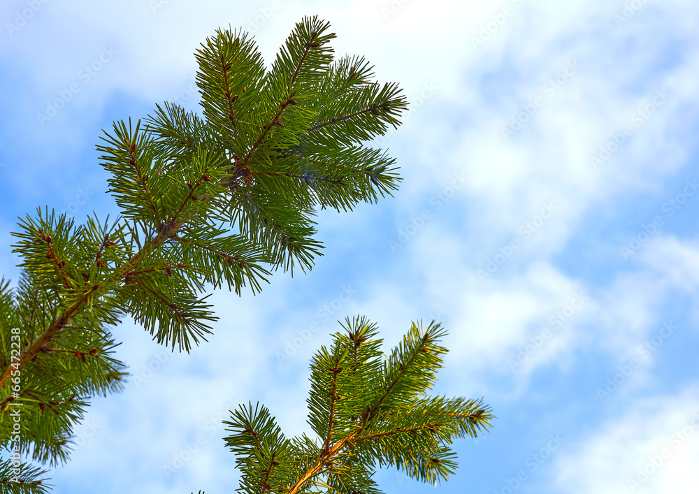 Wonderful fresh green pine spruce branch, clear blue sky Wonderful fresh green pine spruce branch, clear blue sky