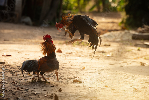 Photo Thai cock fighting fiercely, trained rooster for gamecock