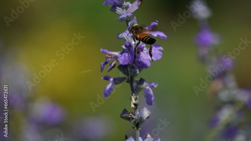 The process of pollination: Bee on lavender