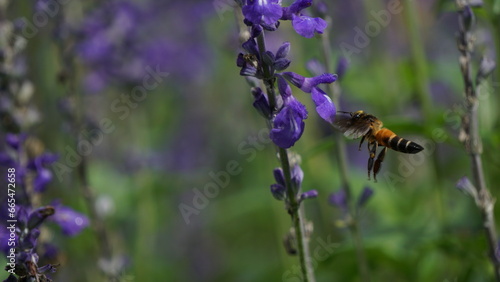 Bee's intimate moment with a closing lavender © Amila