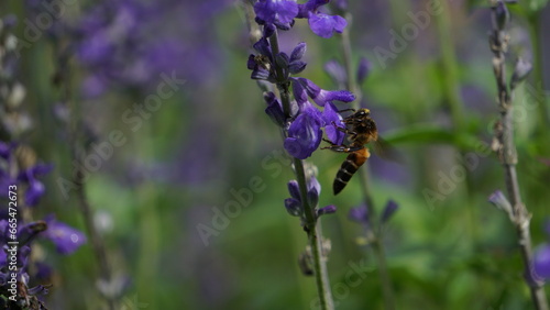 Nature's dance: Bee and lavender partnership.