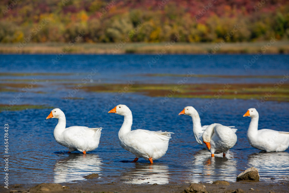 Obraz premium Group of white geese on the meadow in autumn day.