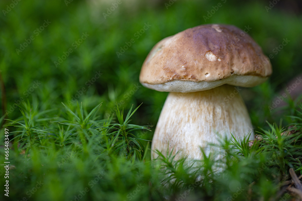 Grzybobranie w Tyliczu jesienią. Grzyby leśne. Grzybobranie w Tyliczu jesienią. Grzyby leśne.