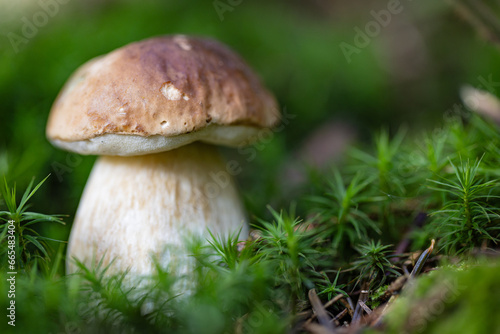 Grzybobranie w Tyliczu jesienią. Grzyby leśne.