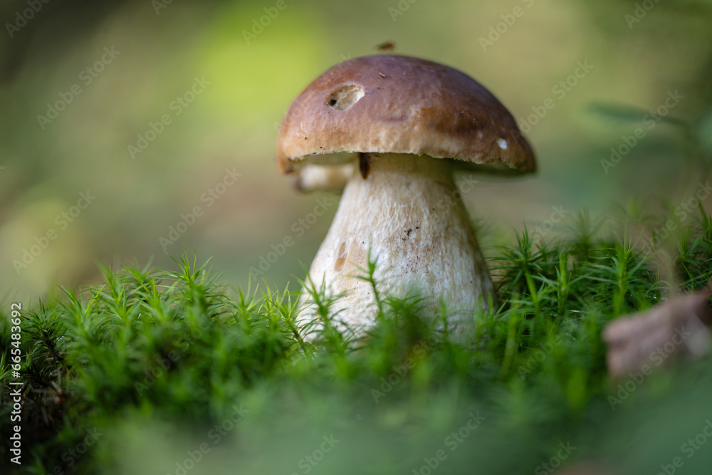 Grzybobranie w Tyliczu jesienią. Grzyby leśne. Grzybobranie w Tyliczu jesienią. Grzyby leśne.