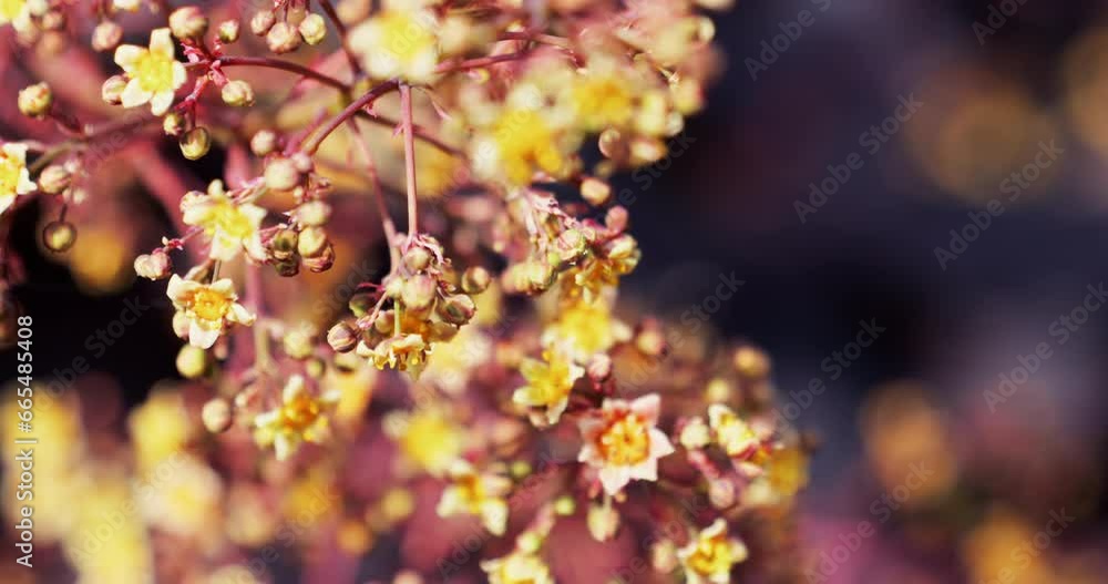 A close-up of a curious bee diligently harvesting pollen from the European smoketree, also known as Venetian sumac, a flowering plant in the family Anacardiaceae. A close-up of a curious bee diligently harvesting pollen from the European smoketree, also known as Venetian sumac, a flowering plant in the family Anacardiaceae.