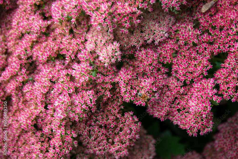 Close-up of micro pink flowers of Butterfly stonecrop - Hylotelephium spectabile