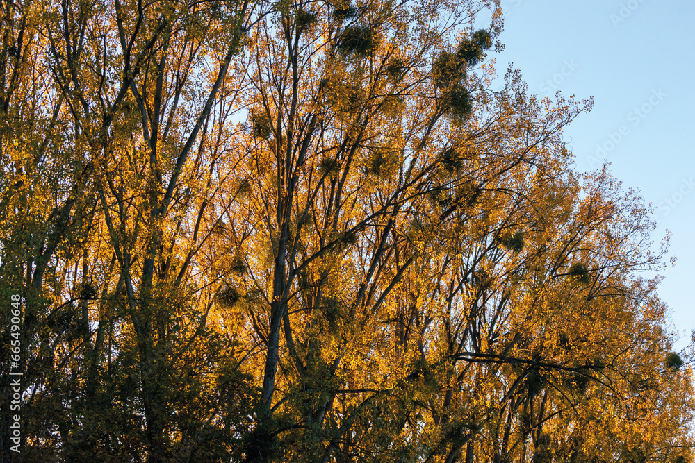 automne- les arbres avec différents couleurs automne- les arbres avec différents couleurs