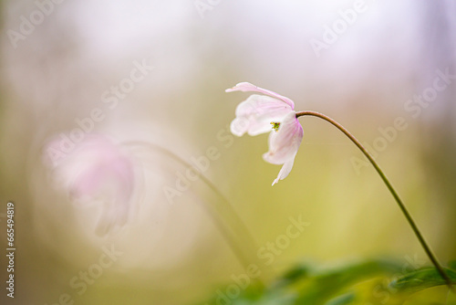 Anemone Nemorosa, bringer of Spring. photo