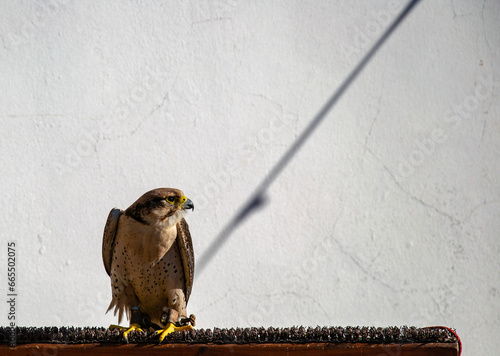 Canvas Print Tame falcon