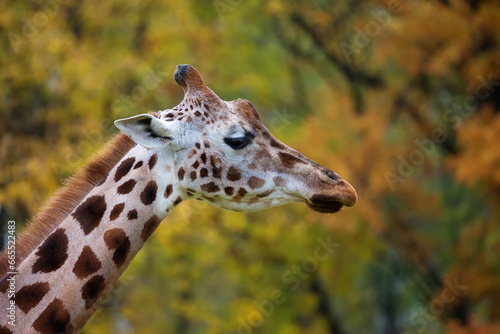 Giraffe portrait in profile 