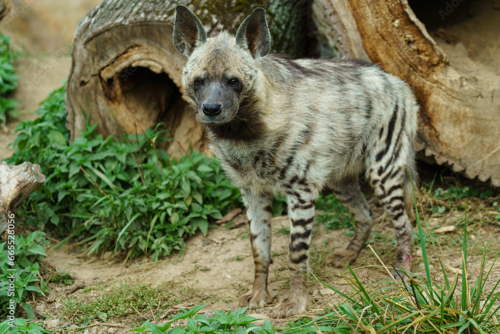 Portrait of Arabian striped hyaena Portrait of Arabian striped hyaena