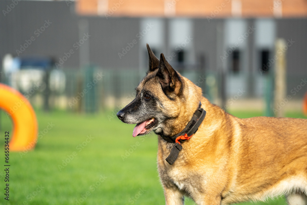 german shepherd dog on an agility course
