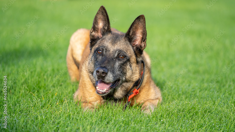 german shepherd dog on an agility course german shepherd dog on an agility course