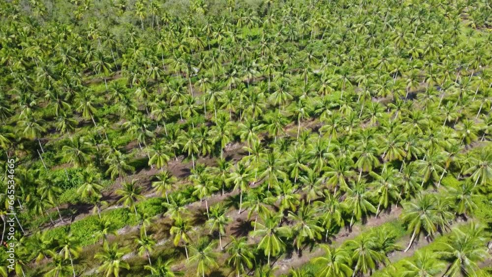 Aerial view of a very large coconut plantation area Aerial view of a very large coconut plantation area