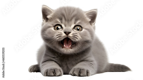 Cute banner with a cat isolated on transparent background