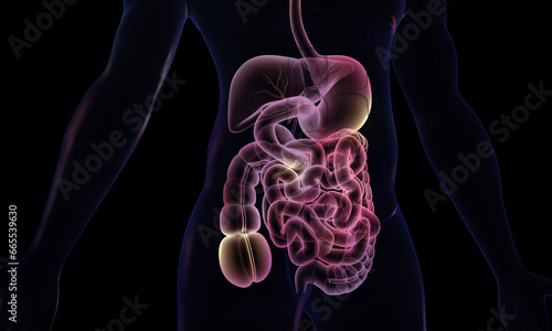 Human digestive system anatomy on dark background. 3d illustration.. photo