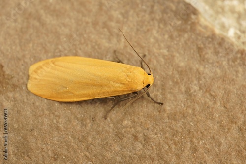 Closeup on an Orange foot man tusssock moth, Eilema sororcula, s photo